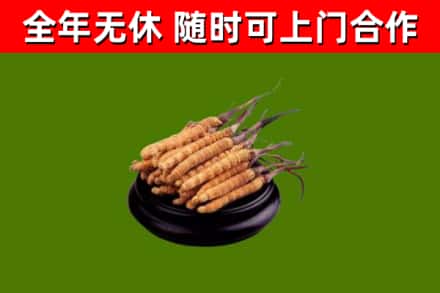 泰和回收散虫草