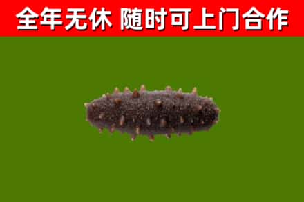 泰和回收海参干